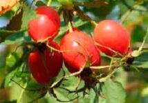 The advantages of vitamin P for the brain